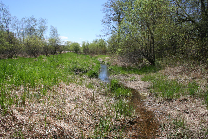 Annandale Wetland Treatment System, stream going through vegetated area in low water conditions