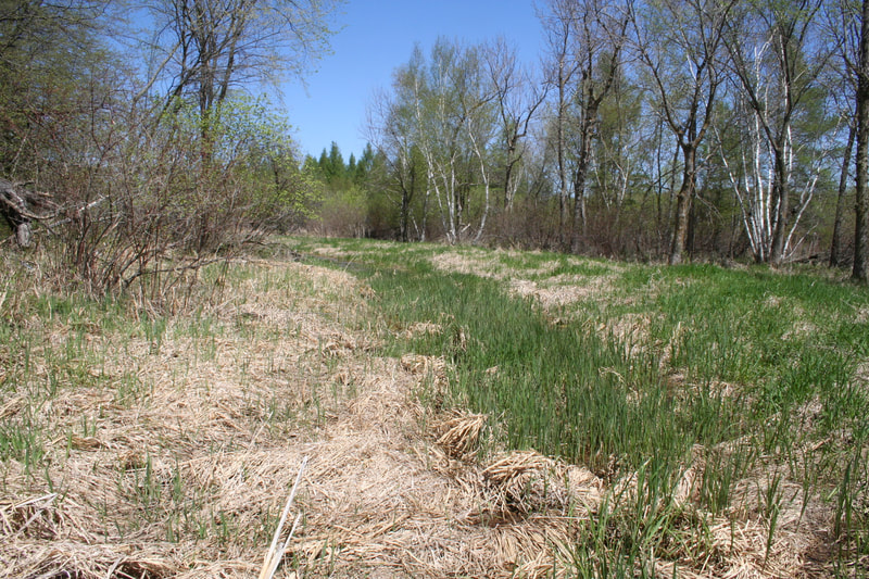 Annandale Wetland Treatment System, dry conditions