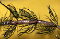 close up of eurasian water milfoil stem