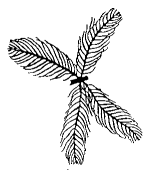 black and white botanical drawing of eurasian water milfoil