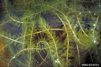 A picture of Eurasian Watermilfoil.